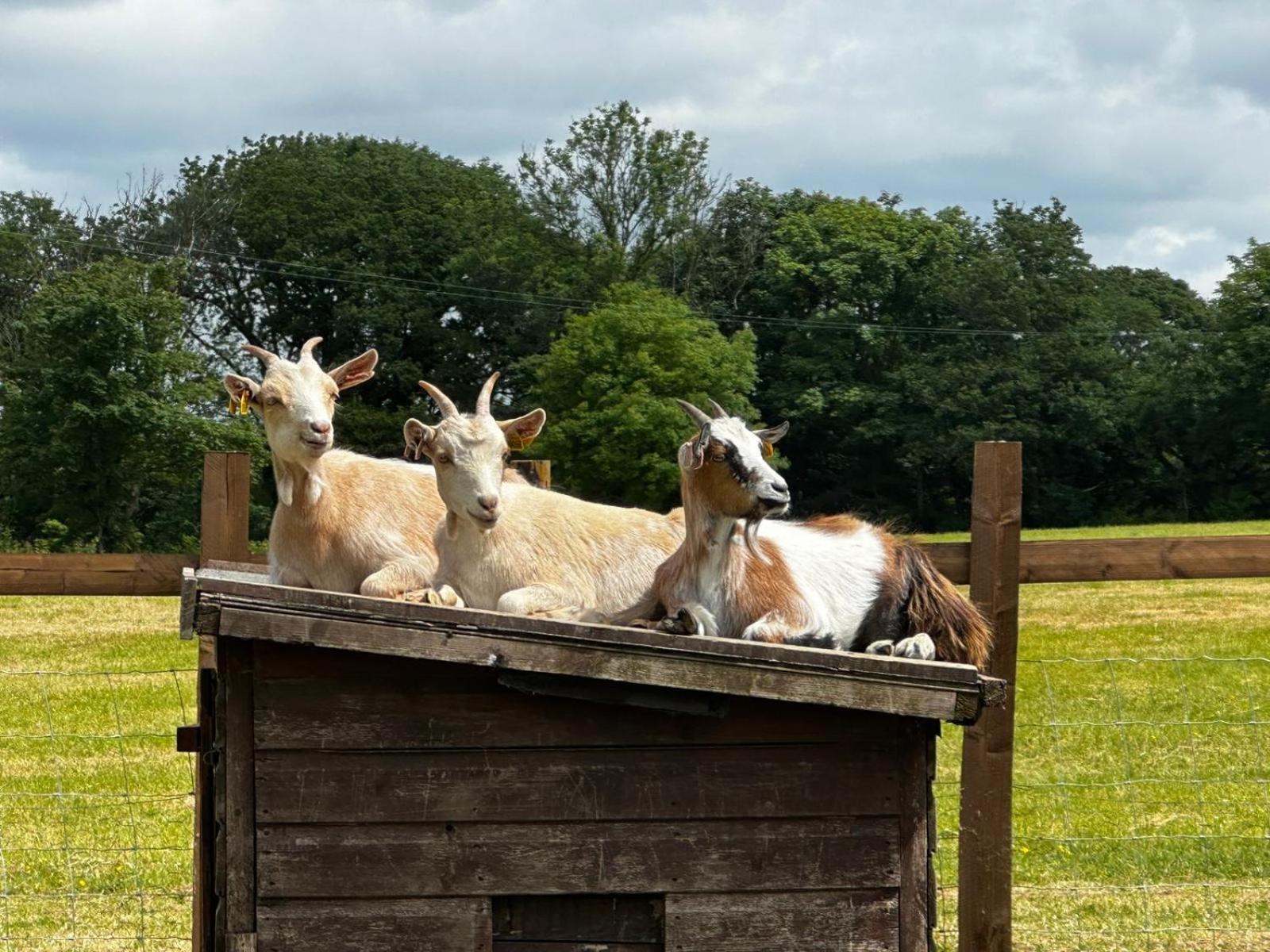 The Cow Shed Daire Narberth Dış mekan fotoğraf